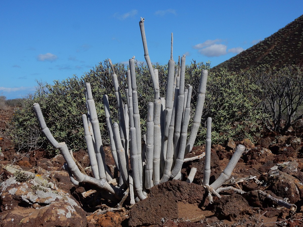 ☆サボテン・多肉植物☆806☆ Ceropegia fusca セロペギア フスカ☆